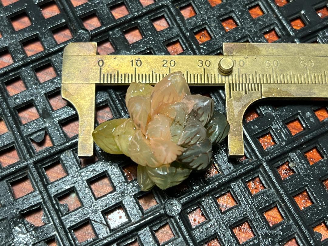 H*C様 1.多肉植物 ハオルチア　オブツーサ錦 水中月錦 糊斑 鮮明錦 25株