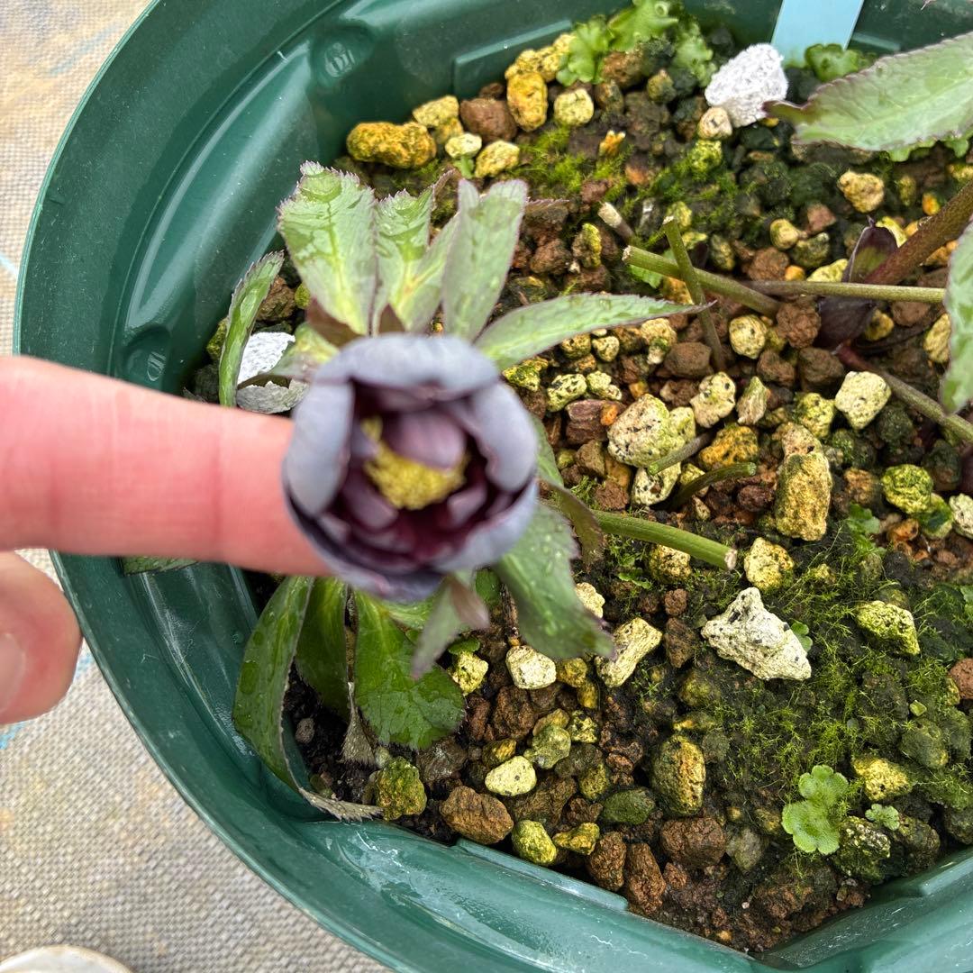 クリスマスローズ　木口交配　スモーキーブルー　実生　7寸