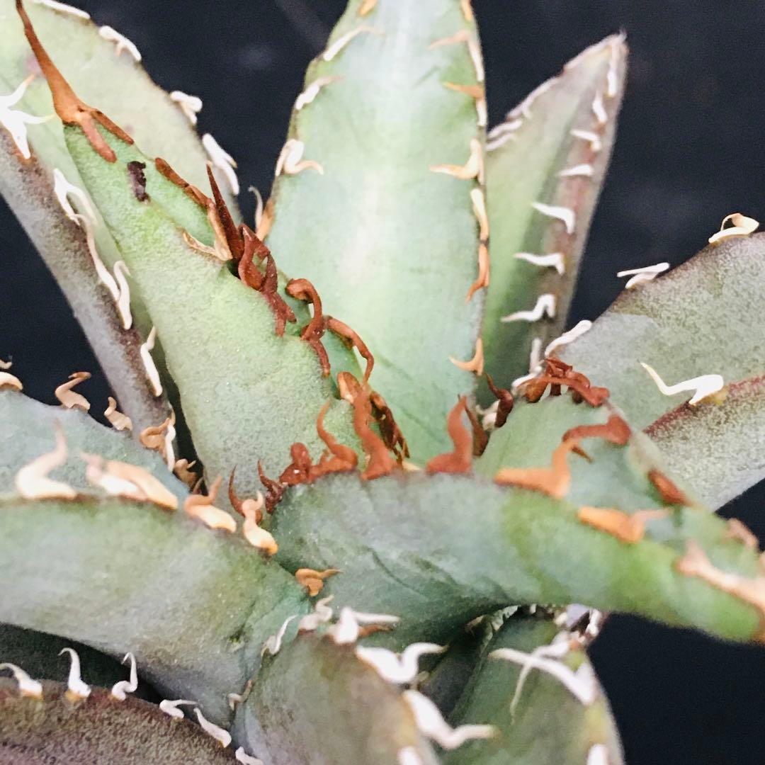 【高騰品種】1 白銀金剛 極上白棘 アガベチタノタ SilverKingKong