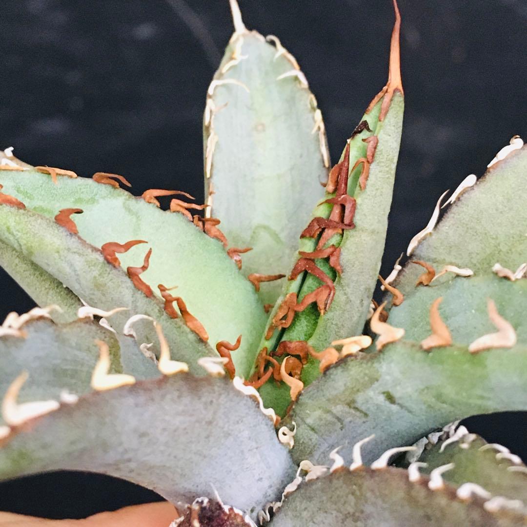 【高騰品種】1 白銀金剛 極上白棘 アガベチタノタ SilverKingKong