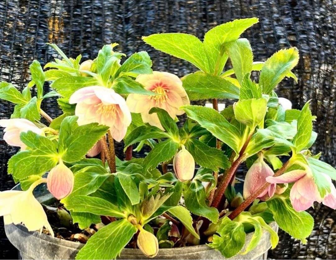 ば*な様 3041⭐️超希少⭐️ 【親株】【ノスタルジア】クリスマスローズ