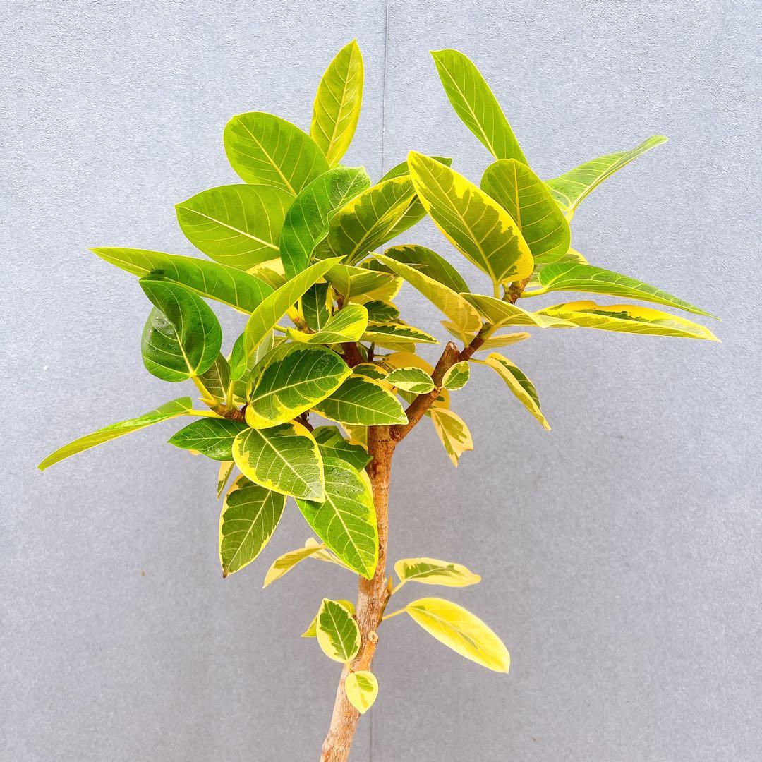 現品　フィカス　ゴムの木　アルテシマ　曲がり　5番　観葉植物　インテリアグリーン