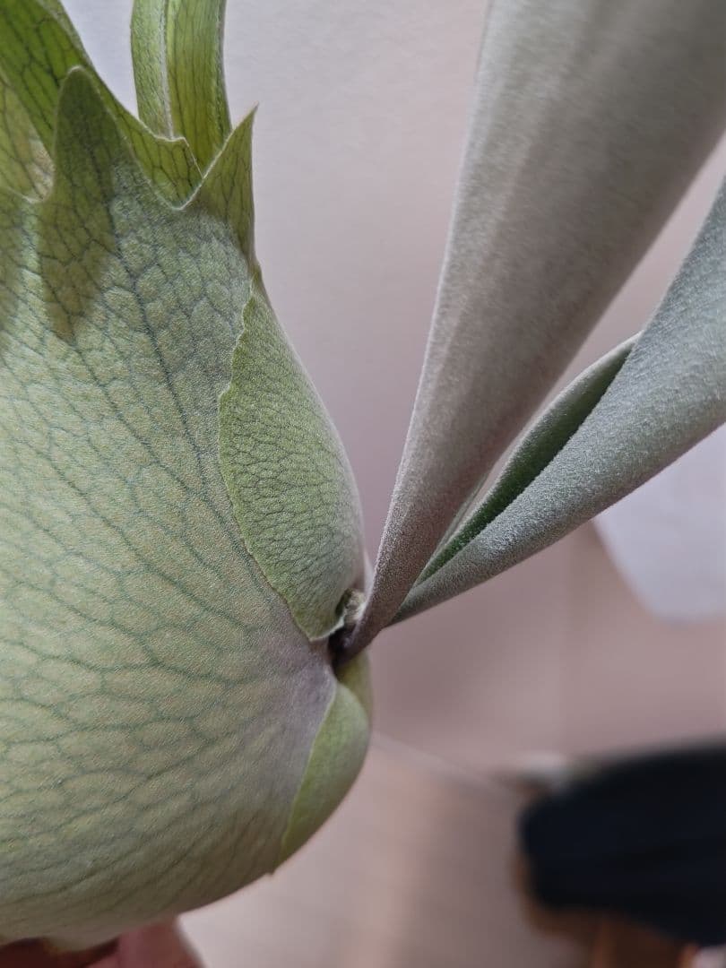 ビカクシダ　ベイチー