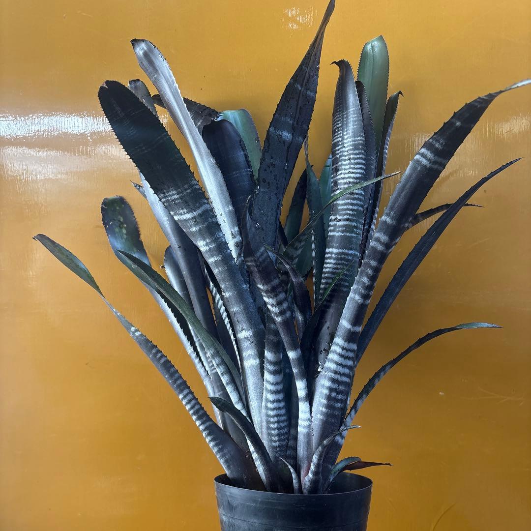 ビルベルギア　ダースベイダー　特大株