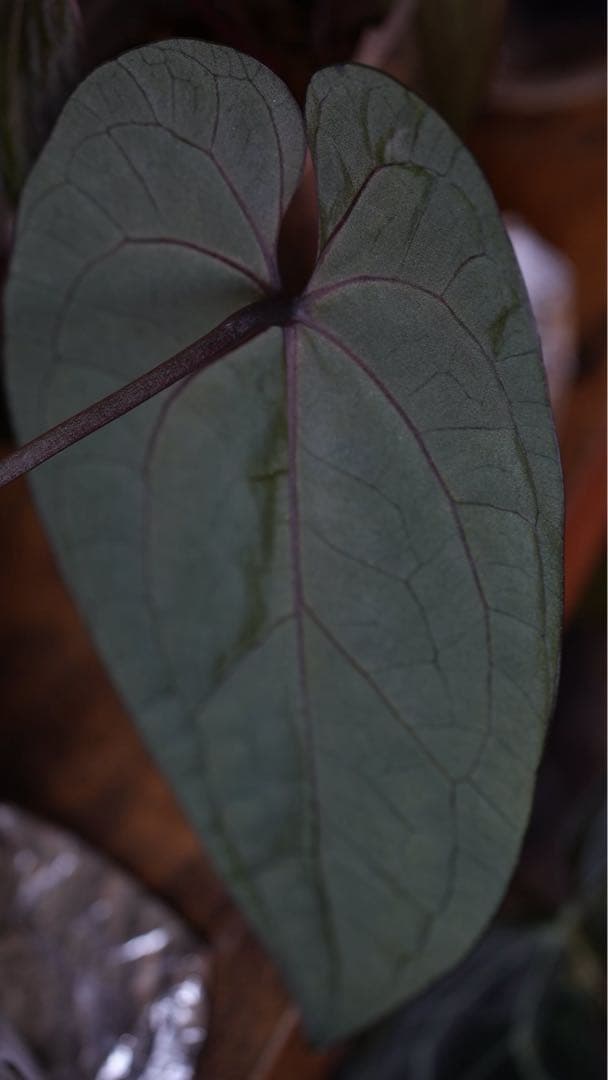 AnthuriumAOSアンスリウムエースオブスペード③