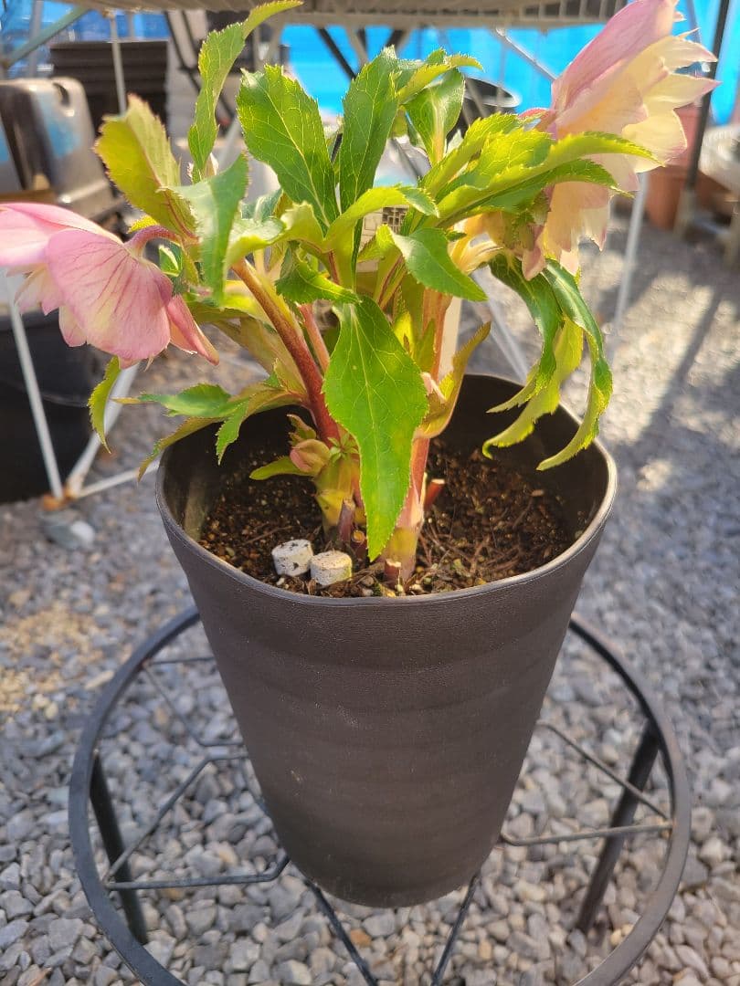 広瀬園芸　ホワイト柔らかピンクダブル　クリスマスローズ