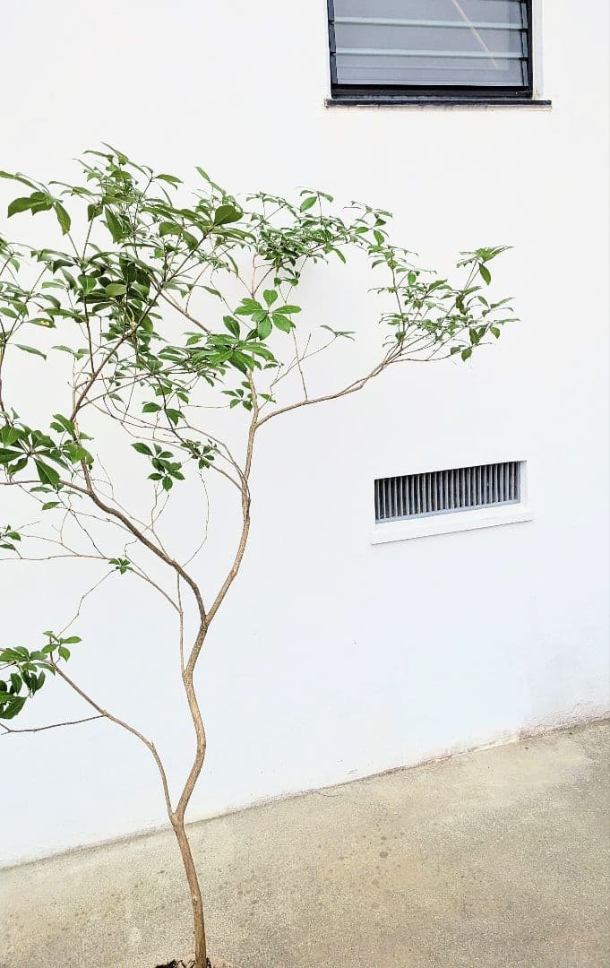 秀。山採りアセビ。