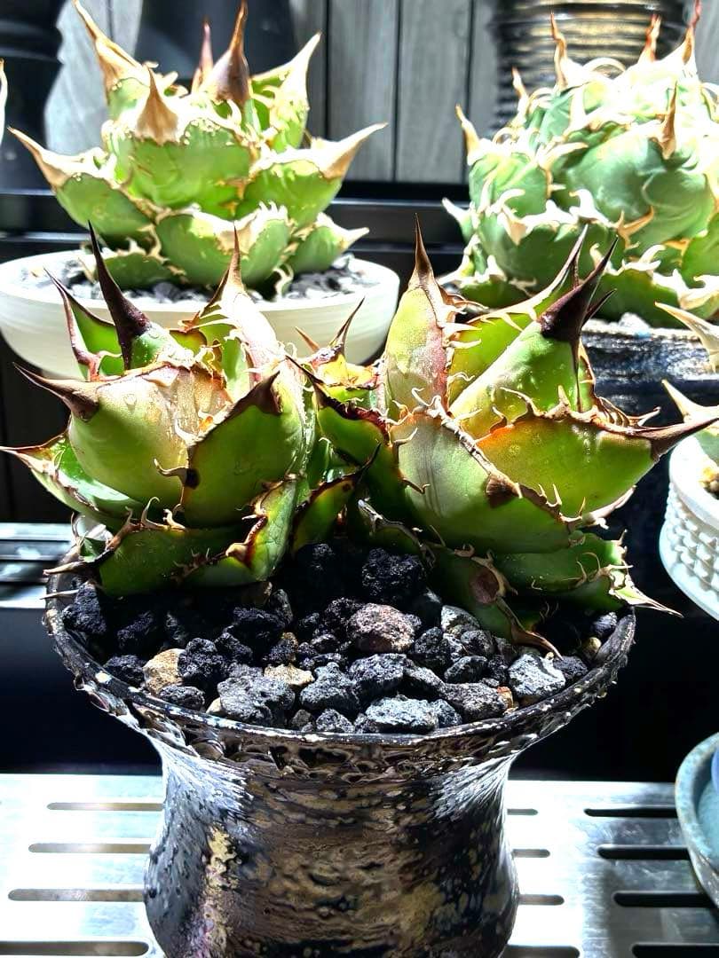 アガベ オテロイ　ダブルヘッド　超ロングスパイン　強鋸歯