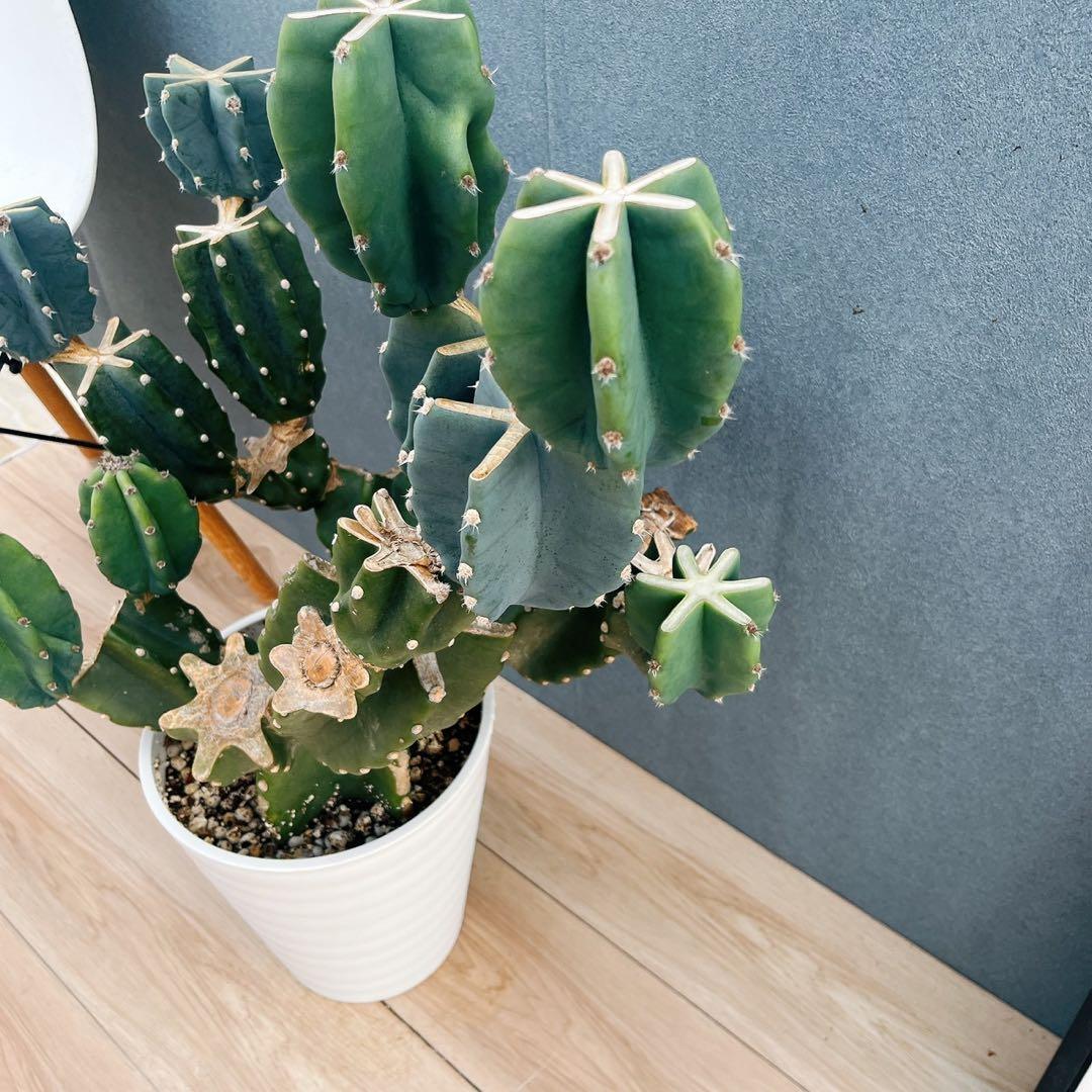 ［現品］16番　柱サボテン　鬼面角 ブランチ　8号　多肉植物　おしゃれ　人気