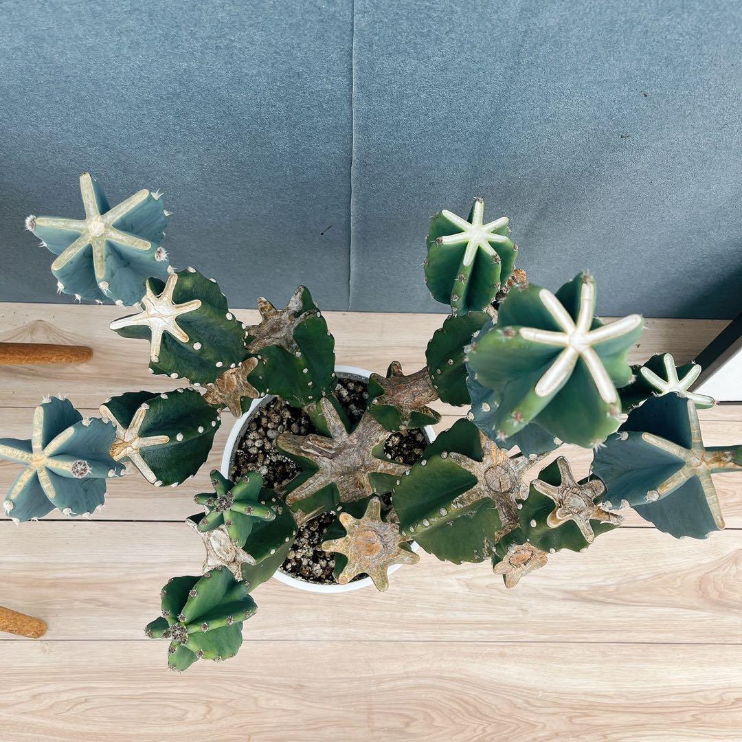 ［現品］16番　柱サボテン　鬼面角 ブランチ　8号　多肉植物　おしゃれ　人気