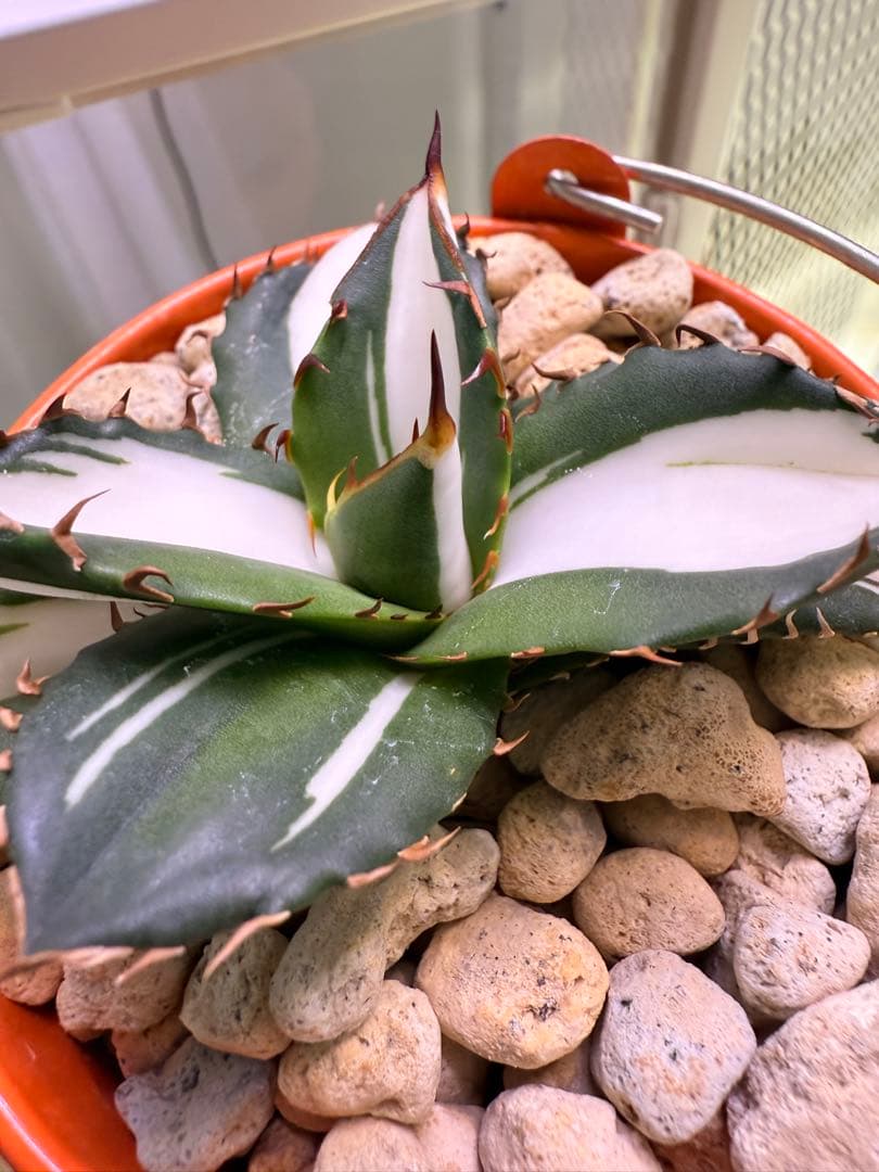 アガベ　fo-076 宝株　白中斑