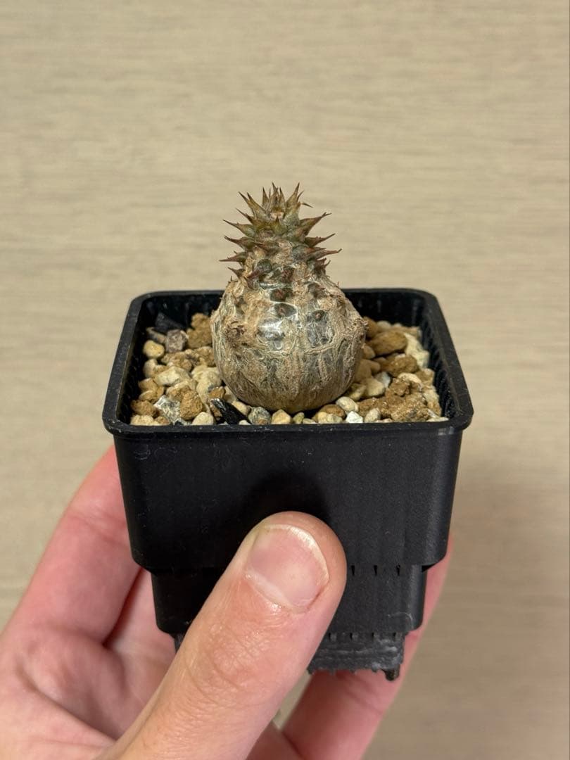 パキポディウム ウィンゾリー Pachypodium windsorii 実生③