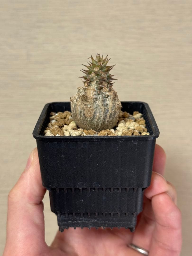 パキポディウム ウィンゾリー Pachypodium windsorii 実生③