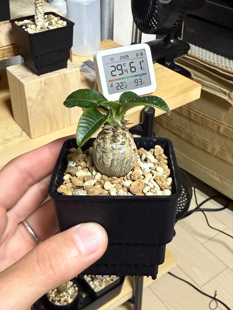 パキポディウム ウィンゾリー Pachypodium windsorii 実生③