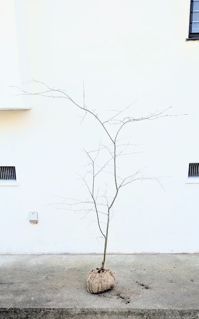 山採りアオハダ。