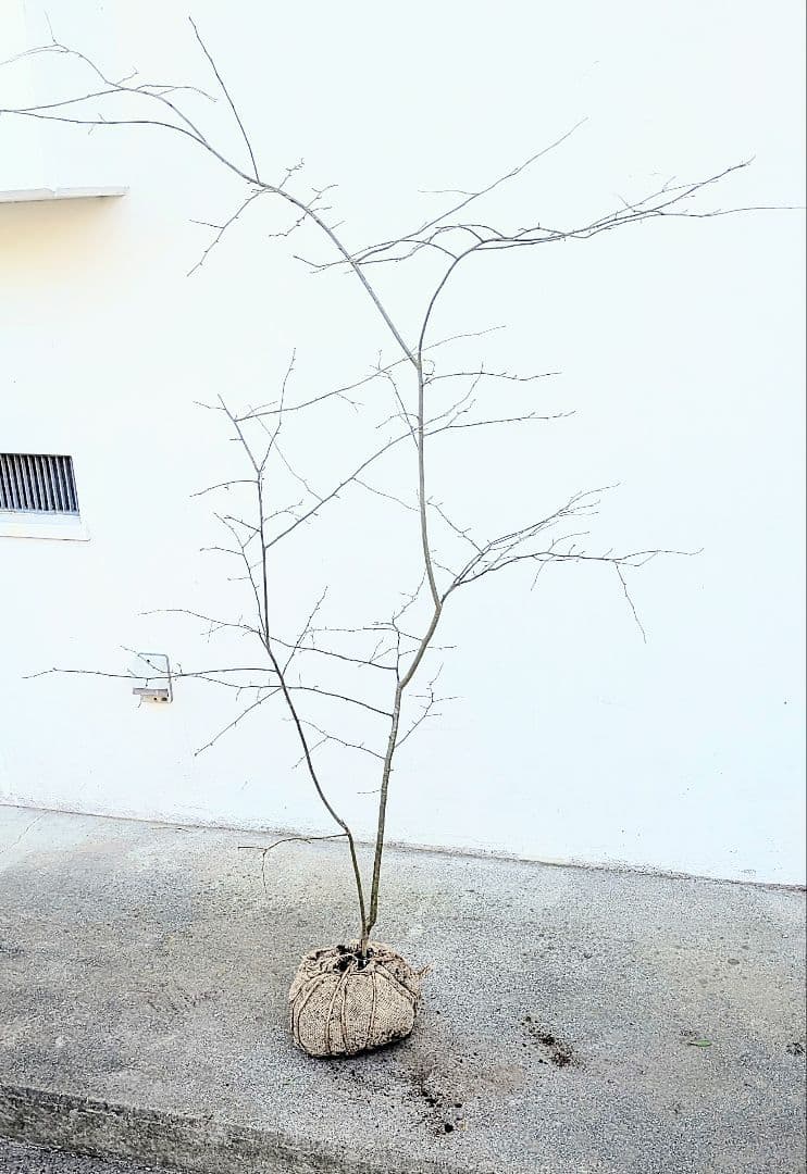 山採りアオハダ。