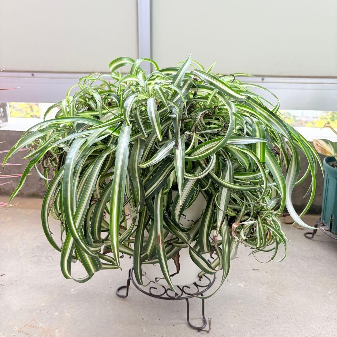 オリヅルラン ボニー 大型 1