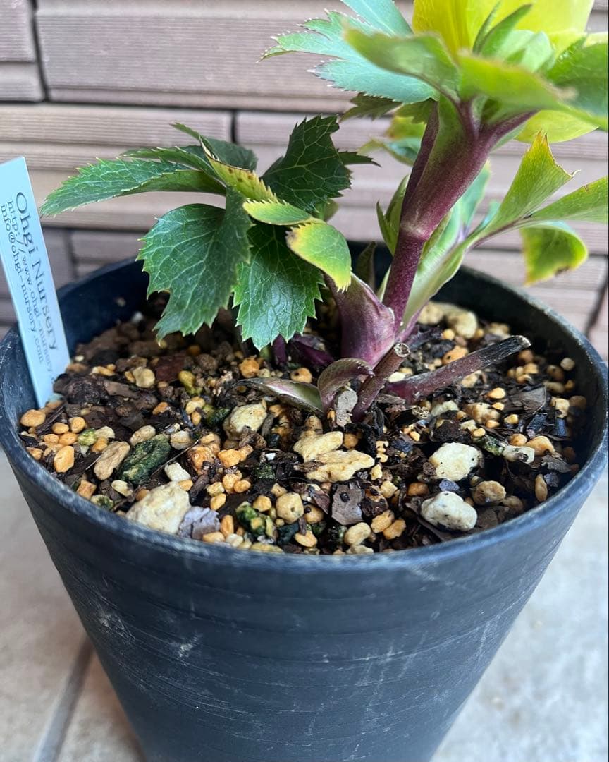 大木ナーサリー クリスマスローズ 玉系dd