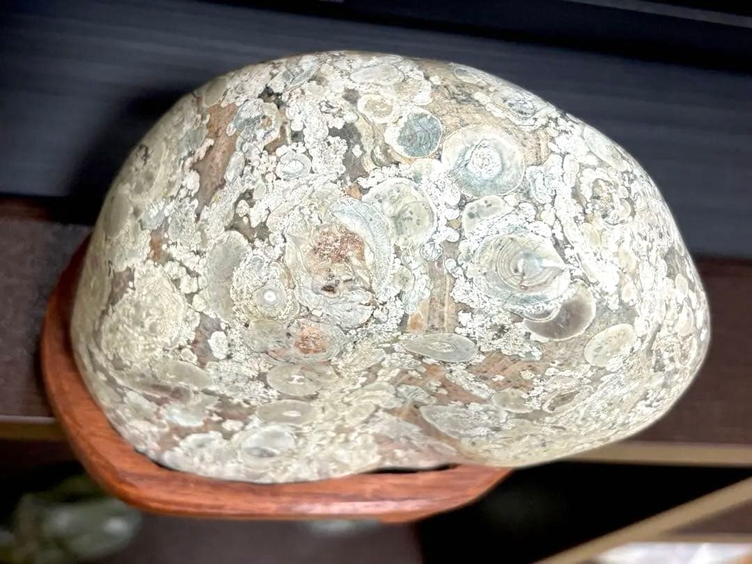 越前紋石　梅花石　鑑賞石　水石　自然石　両面磨き　2163g 花梨台座付　希少品