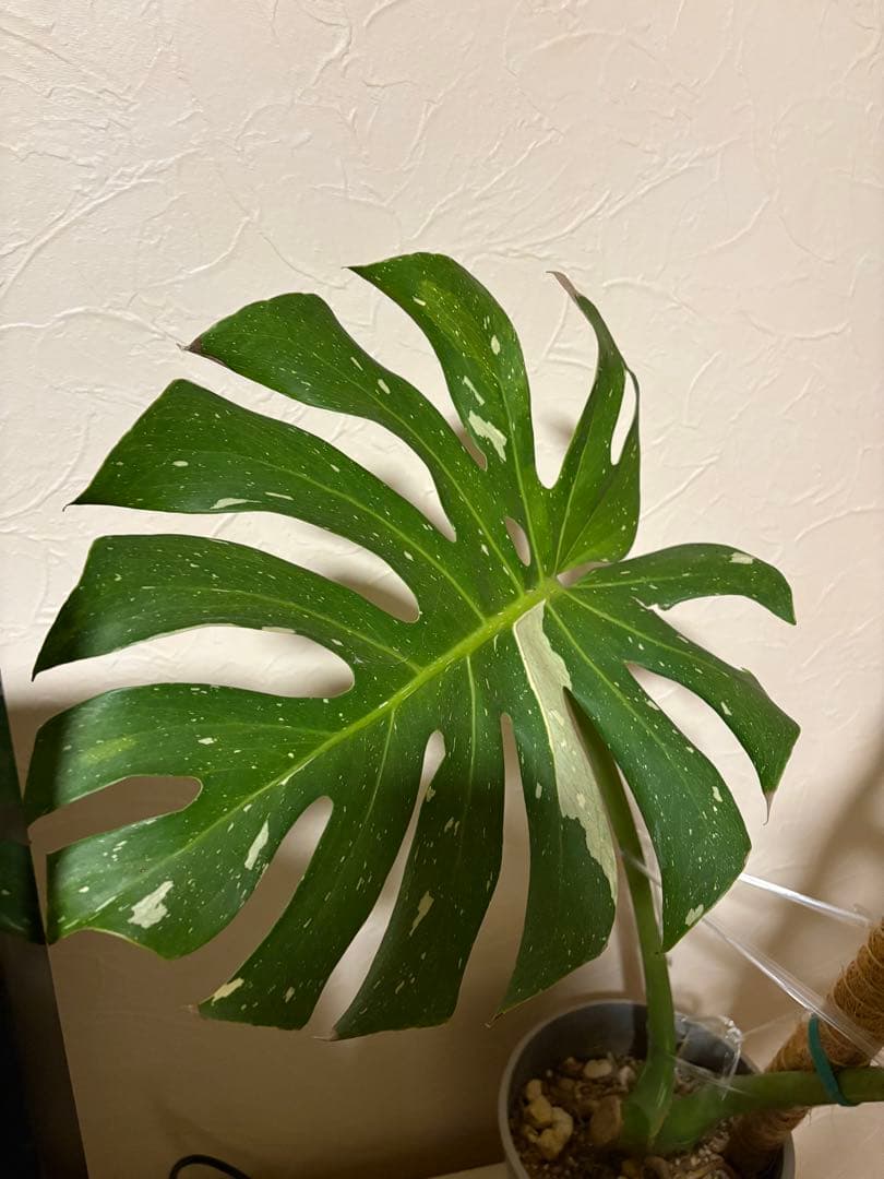 モンステラ・ポトス Monstera Deliciousa Skeleton(Variegated)