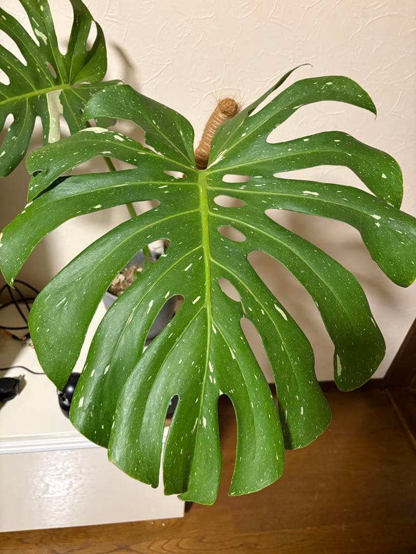 モンステラ・ポトス Monstera Deliciousa Skeleton(Variegated)