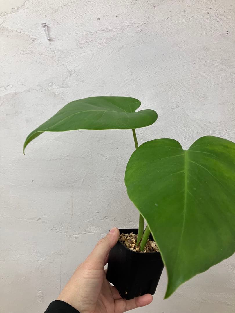 モンステラ　変異個体　切れ込み深い