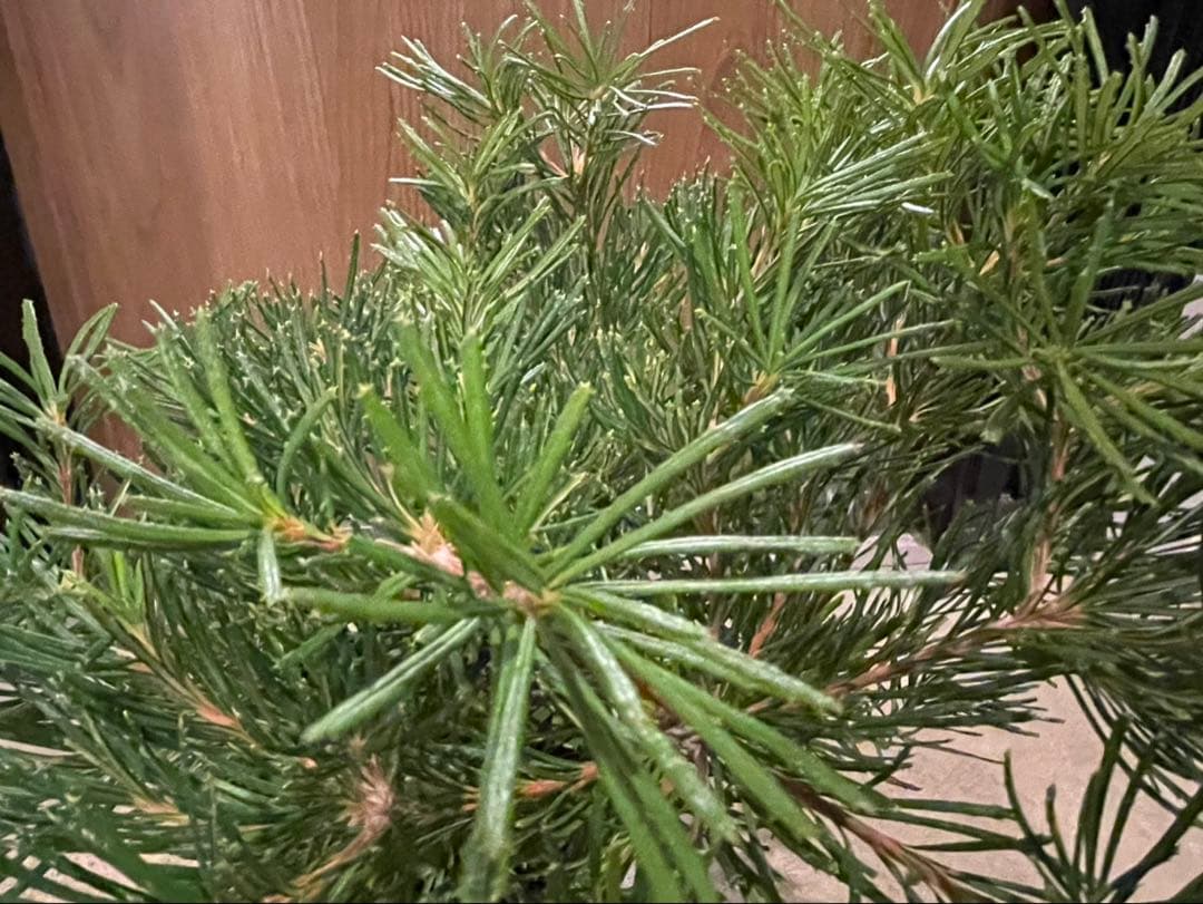 バンクシア　バースデーキャンドル　w約44cm