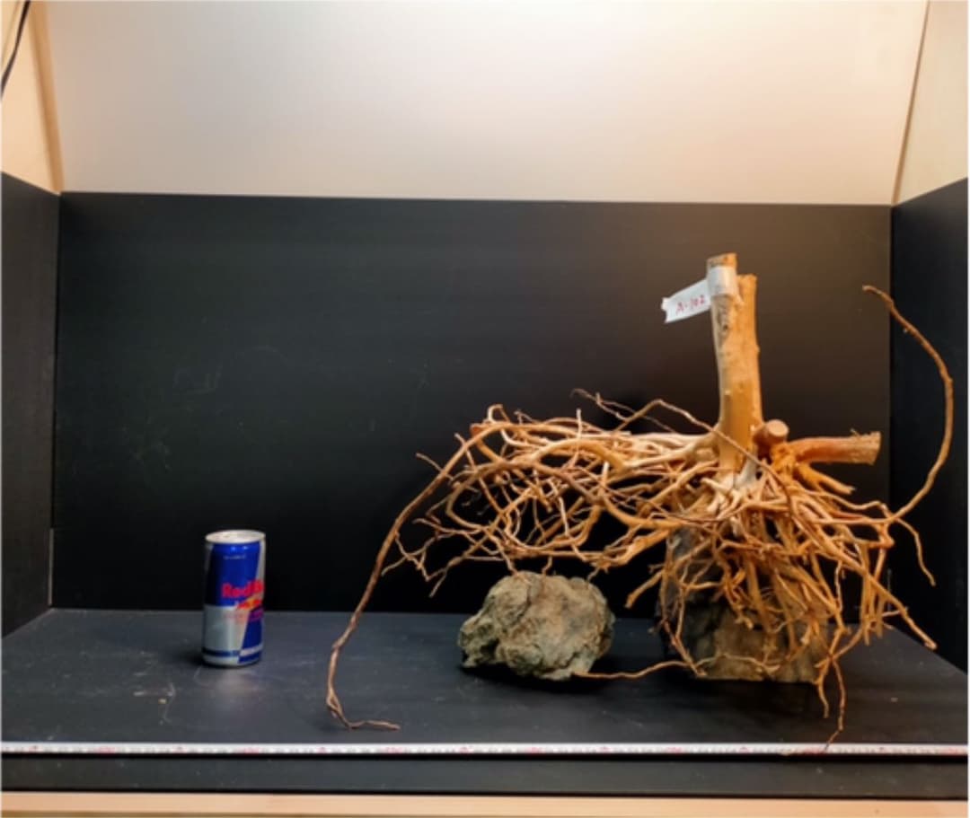 最終値下げブランチウッド　流木　XXL A-102