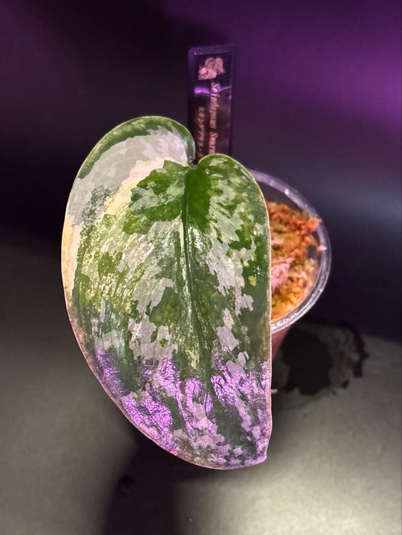 スキンダプサス　レア　セット　H3