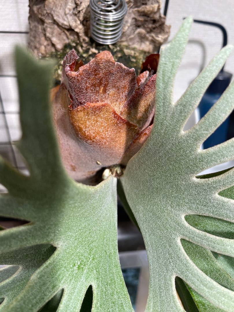 12/1本日のみ45000→40000ビカクシダ　bacteria spore