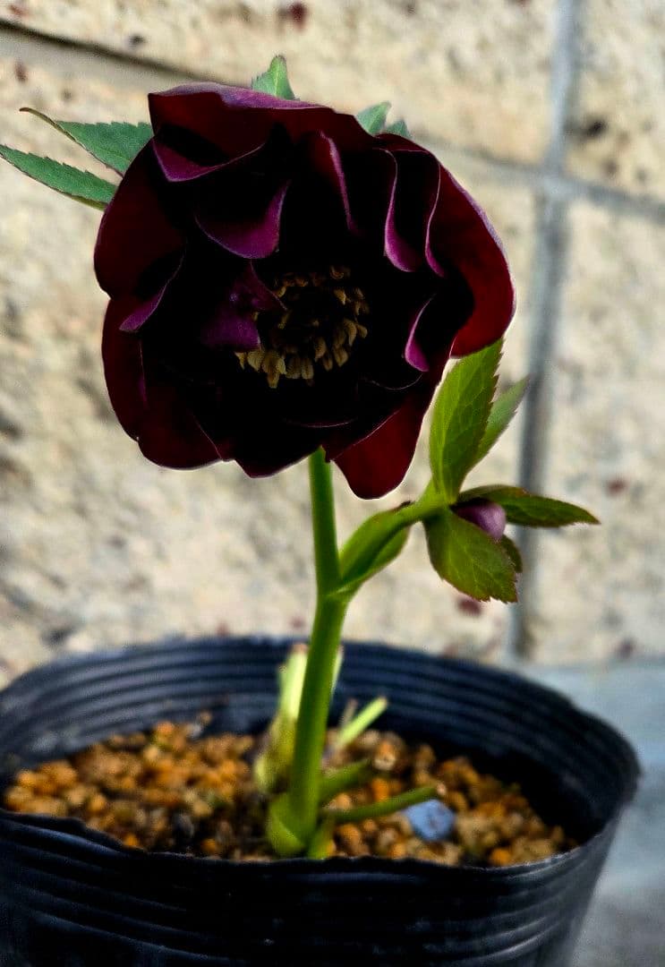 クリスマスローズ　グロッシーカラー