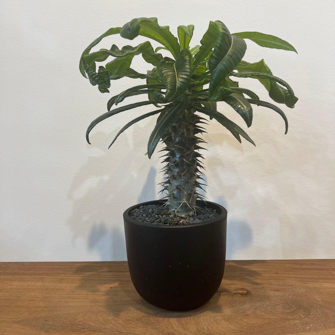 【美株】パキポディウム アンボンゲンセ 国内実生 塊根植物 サボテン