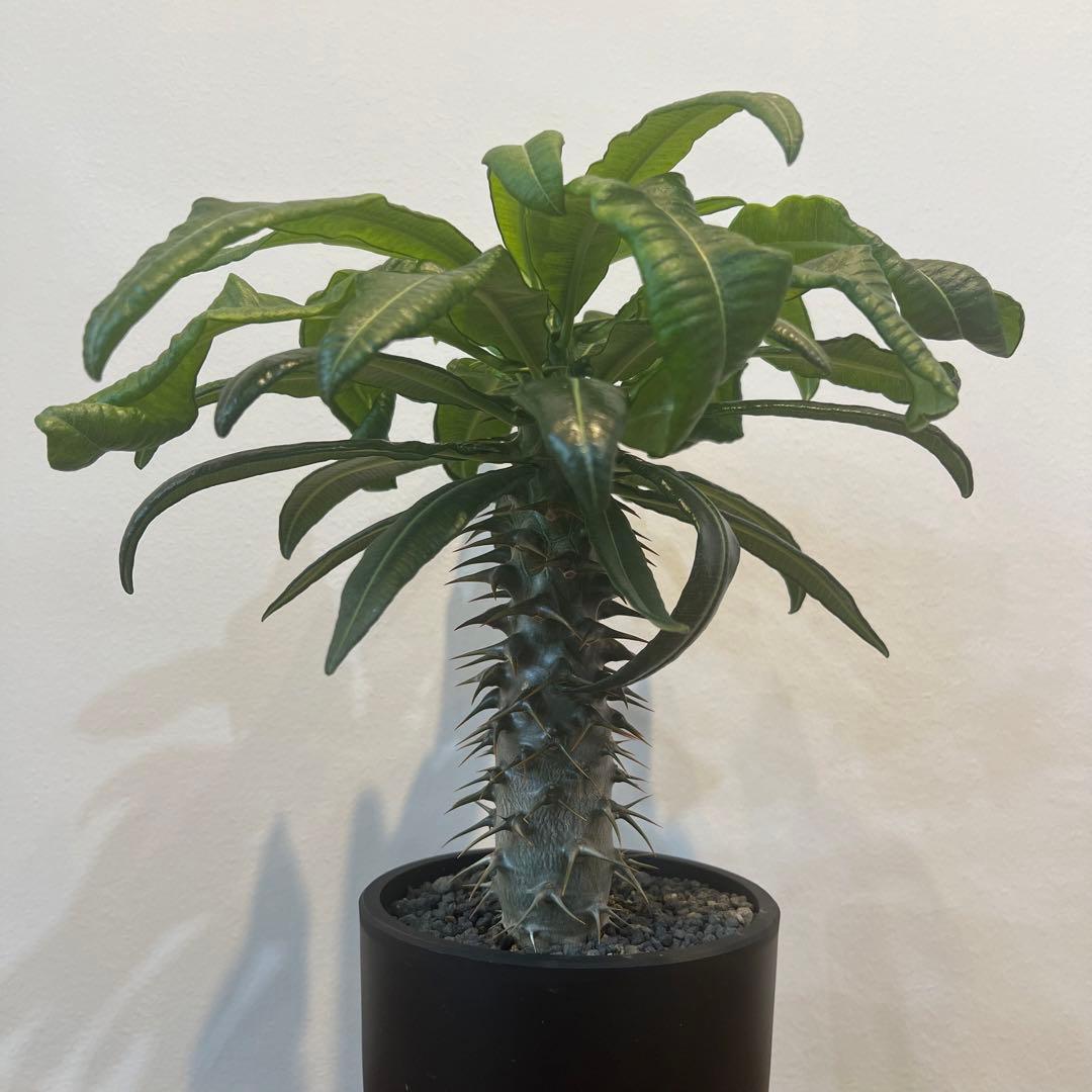 【美株】パキポディウム アンボンゲンセ 国内実生 塊根植物 サボテン