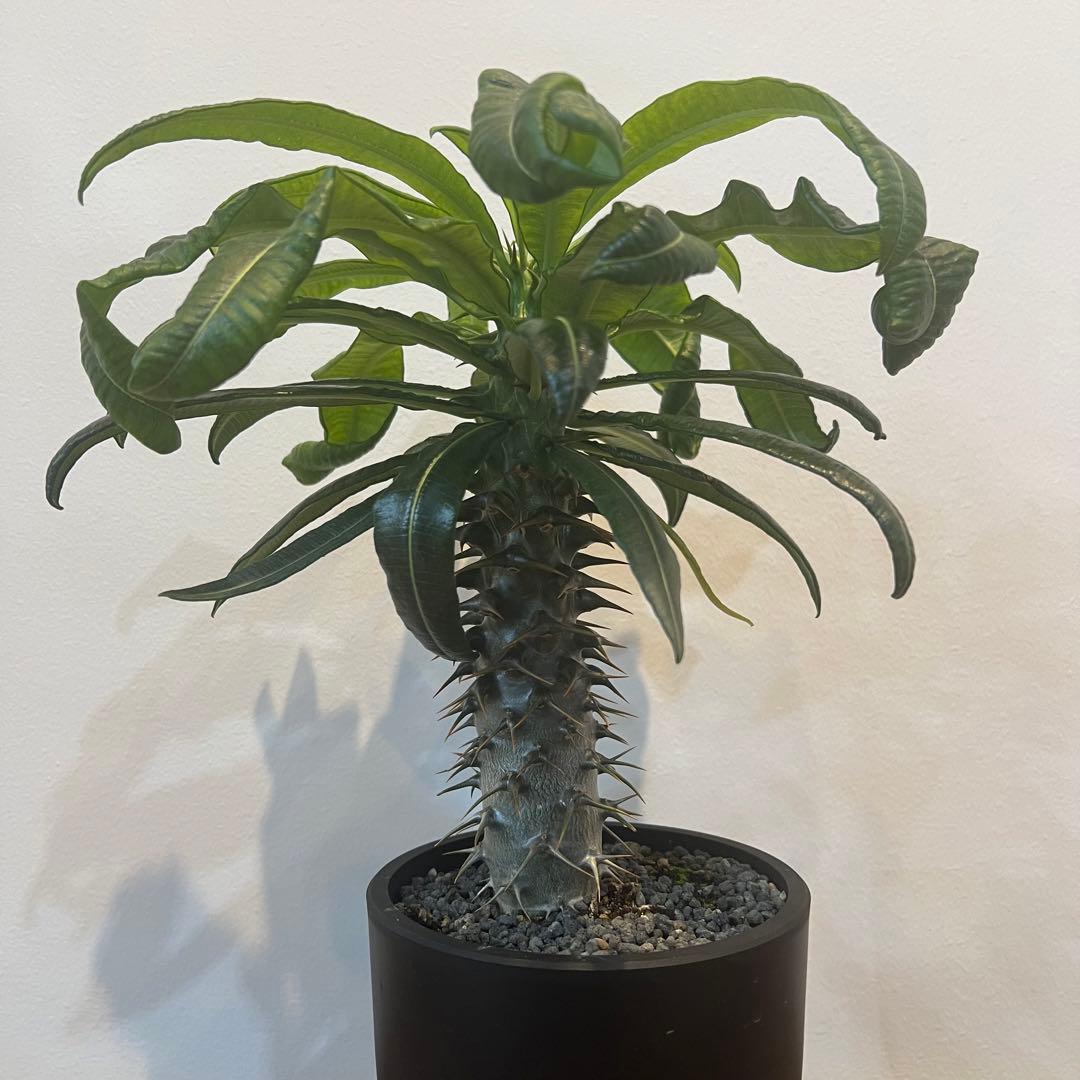 【美株】パキポディウム アンボンゲンセ 国内実生 塊根植物 サボテン