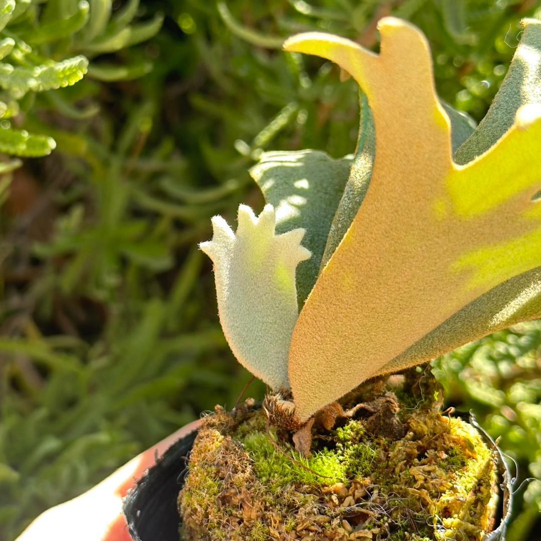 P. willinckii ’Jenny’ TC 2148