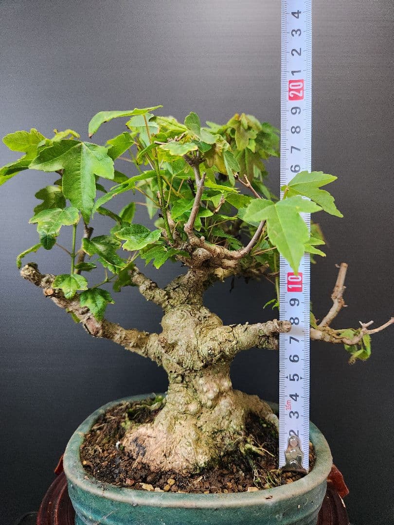 楓 かえで 楓盆栽 楓盆栽 小品盆栽 足元極太