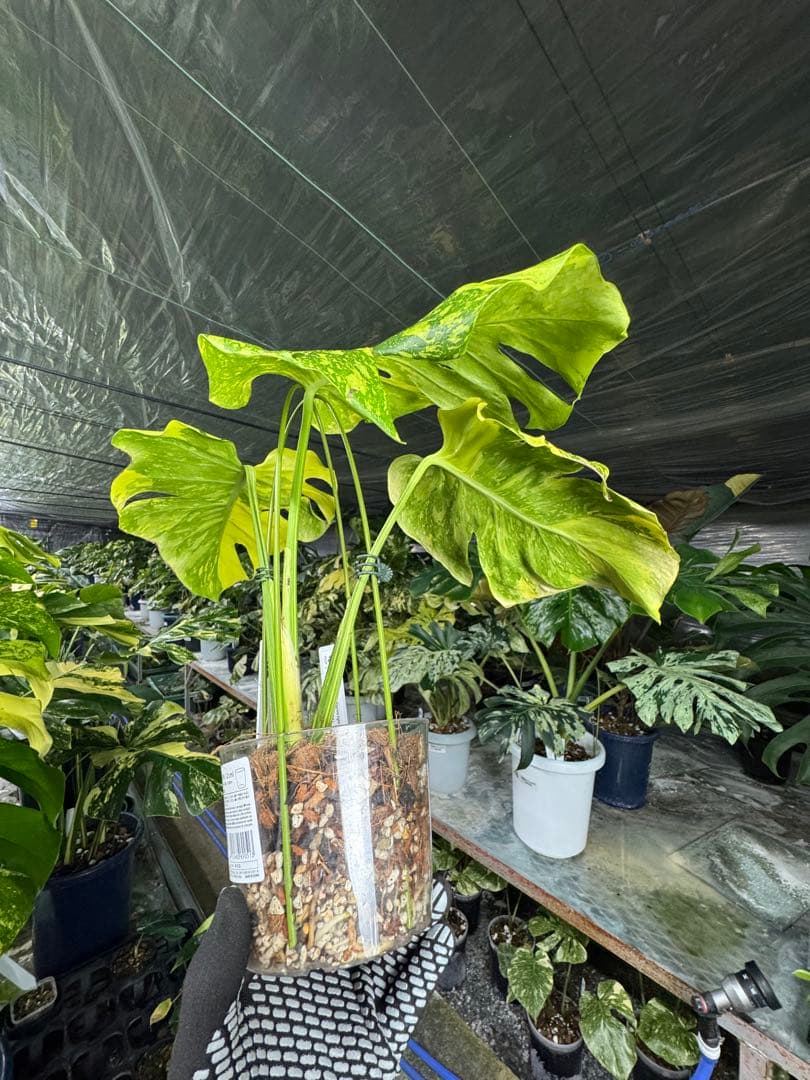 モンステラ　デリシオーサ　エレクトロライト　美斑入り