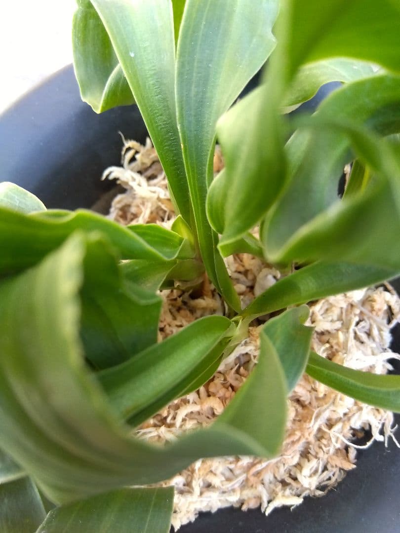 万年青　おもと　獅子　4号陶器鉢つき　4株群生❗　な