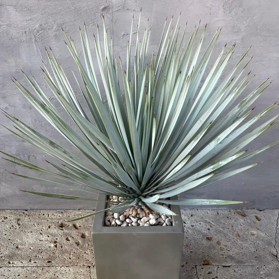 ユッカ ロストラータ　選抜品種　【サファイアスカイズ】陶器鉢　植え込み発送