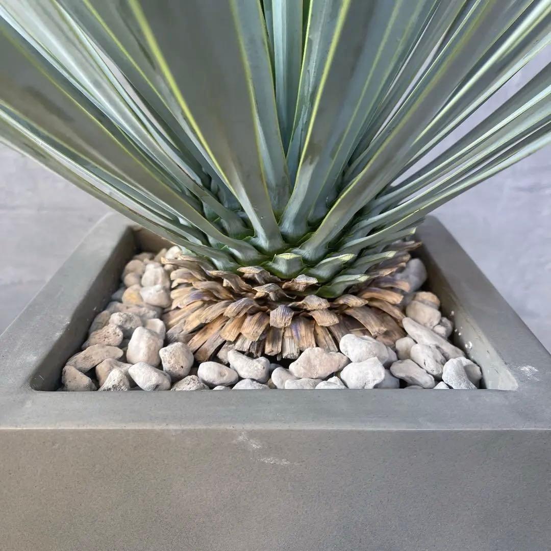 ユッカ ロストラータ　選抜品種　【サファイアスカイズ】陶器鉢　植え込み発送