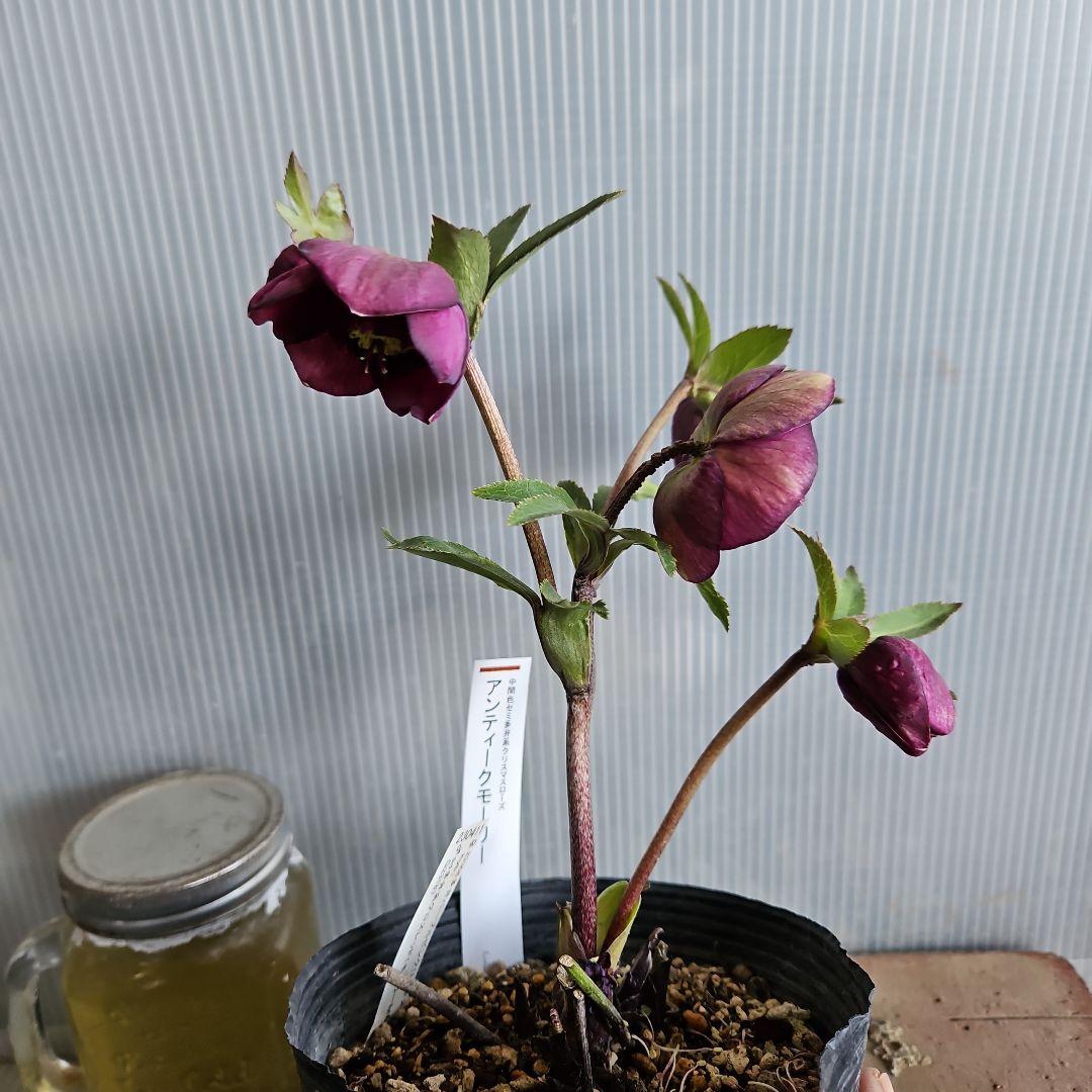 ㉖-333クリスマスローズ