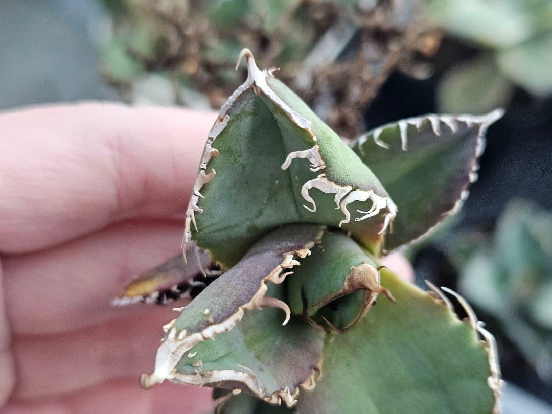 アガベ　チタノタ　満天星　TC ぶつぶつ 台湾産正規品 根付き苗 台湾産正規品