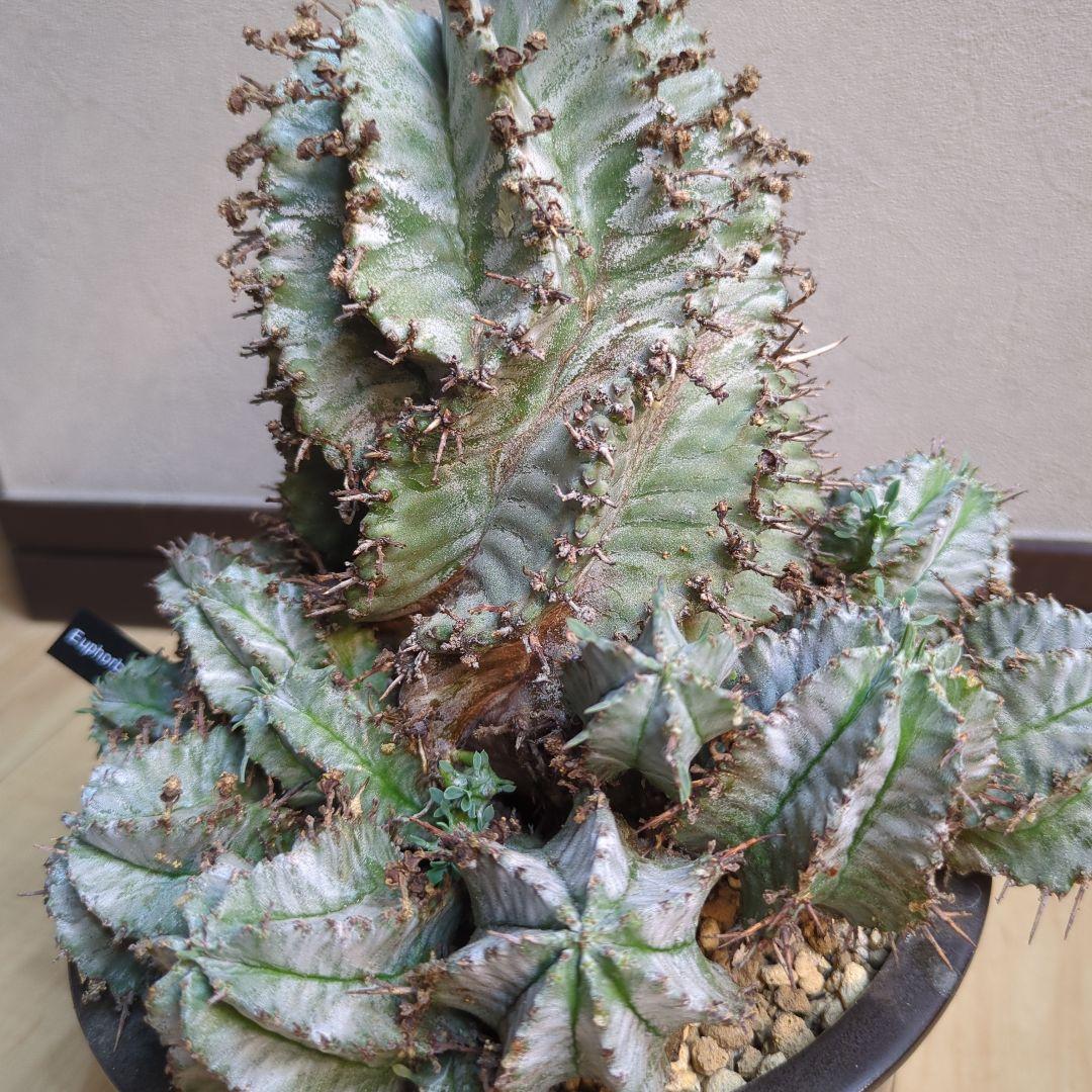 【鉢のまま発送】ユーフォルビア　ホリダ　群生　トリコーム　スノー　サボテン