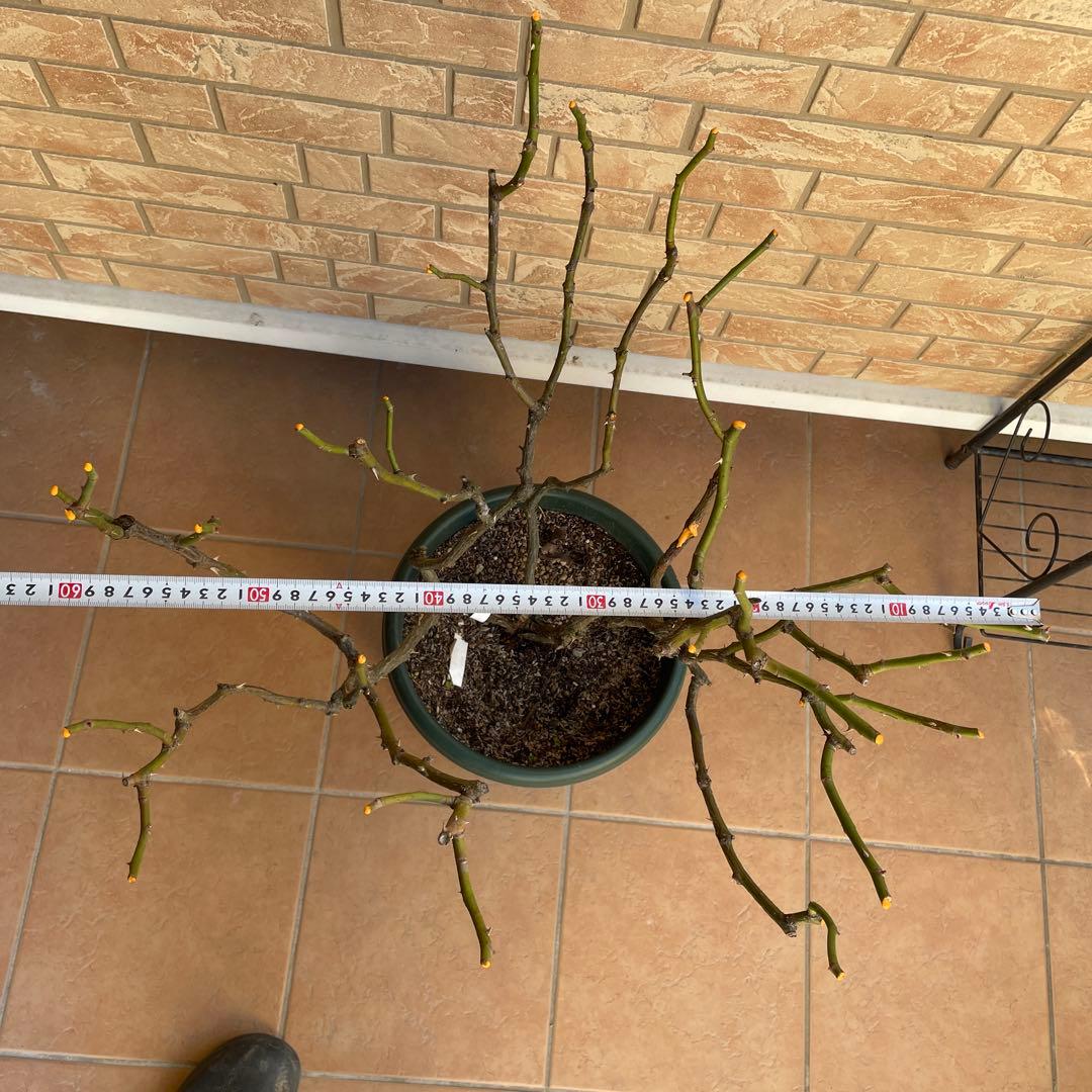 【ロアルドダール】　イングリッシュローズ　苗