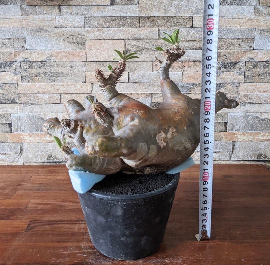 多頭　パキポディウム　マカイエンセ　塊根植物　コーデックス