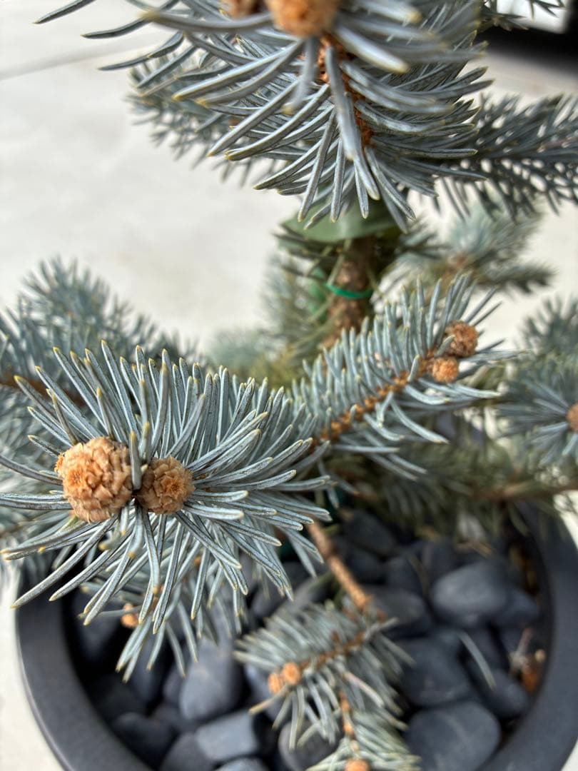 セピア　プンゲンスホプシー　苗