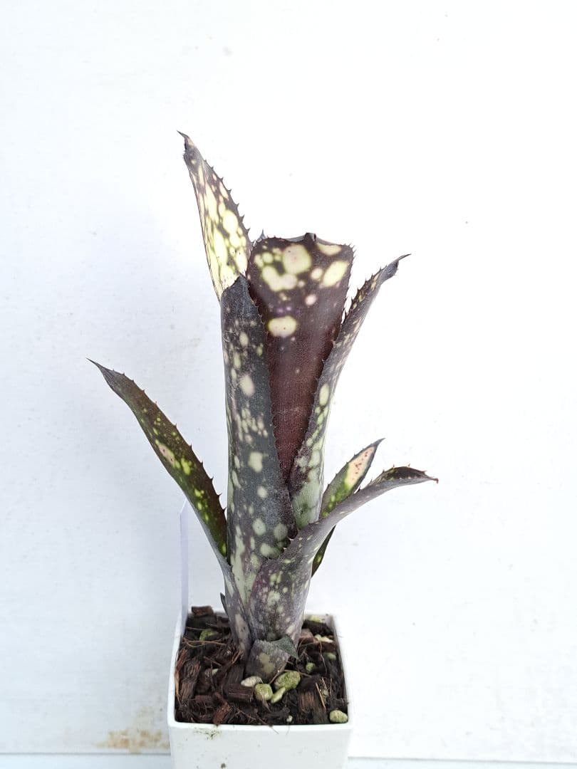 Billbergia ‘DM×Afterglow’×‘Purple Haze’