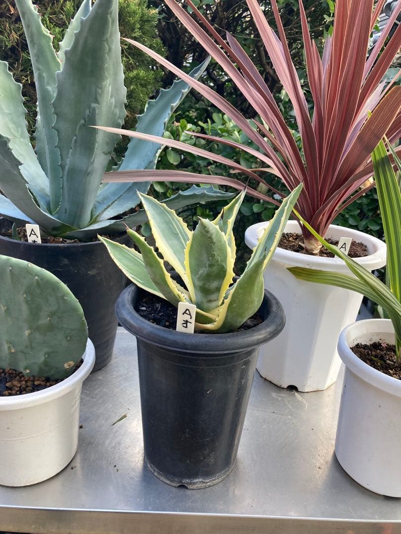 ドライガーデンＡセット鉢ごと配送致します。