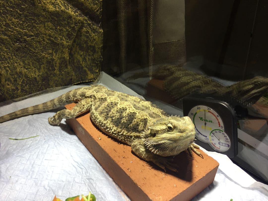 ゼンスイ　ソーラーラプターHIDランプ　　メタハラ　70W爬虫類