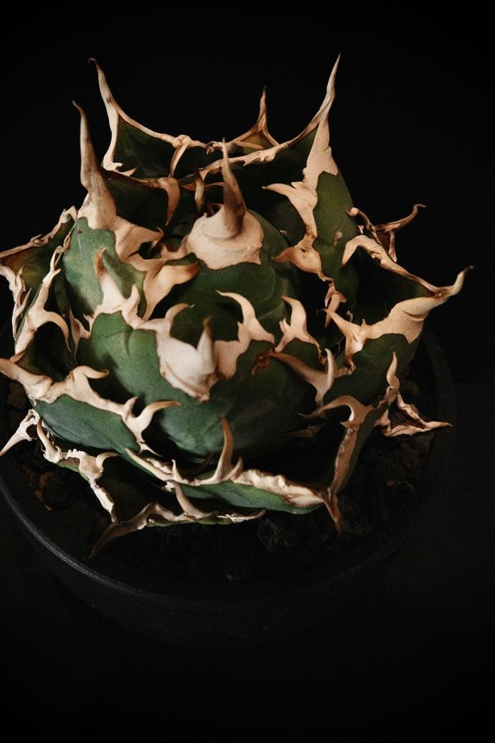 【PlusPlantsボール白鯨】アガベ　チタノタ　白鯨